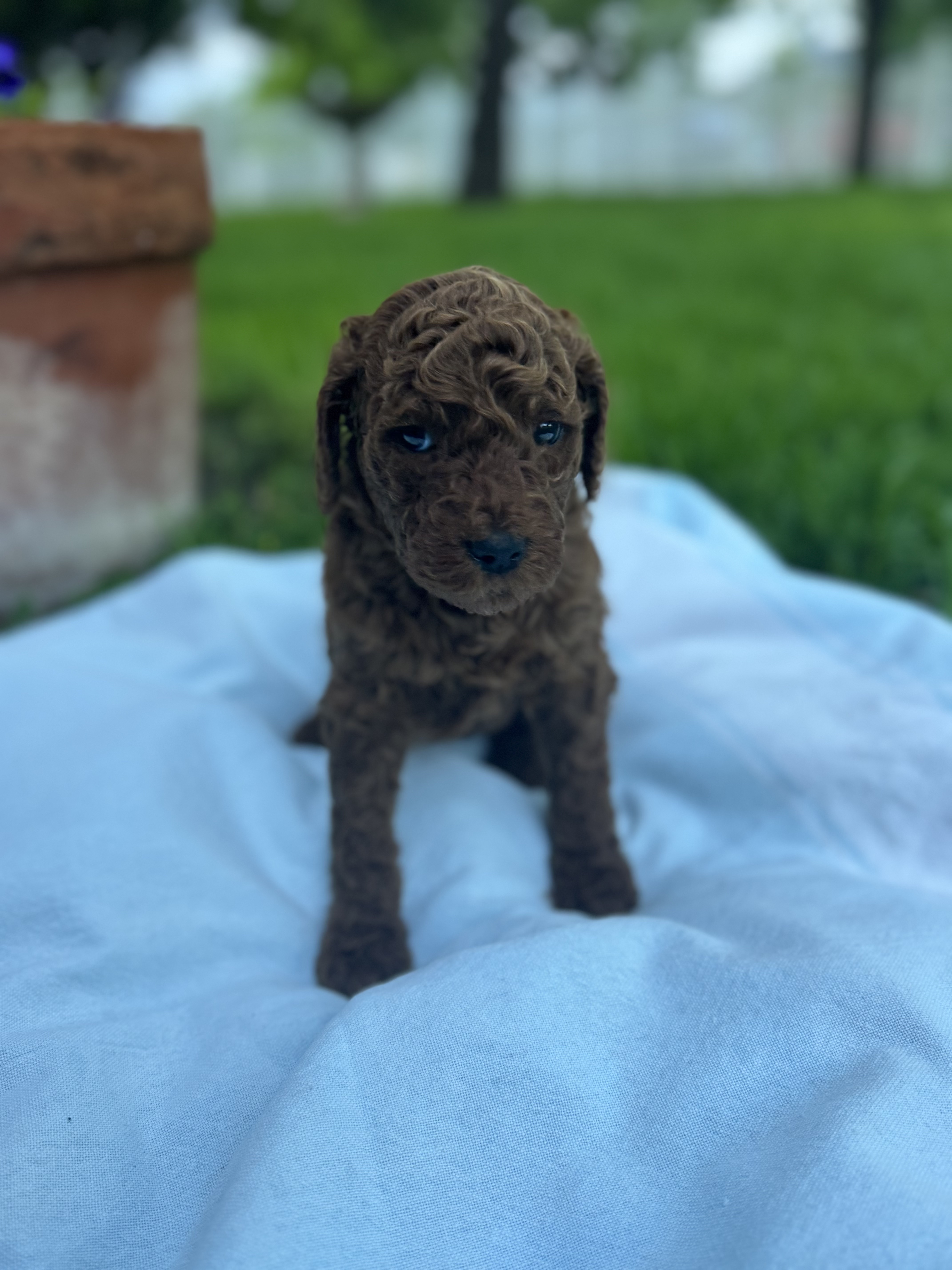 Coral, red Standard Poodle puppy