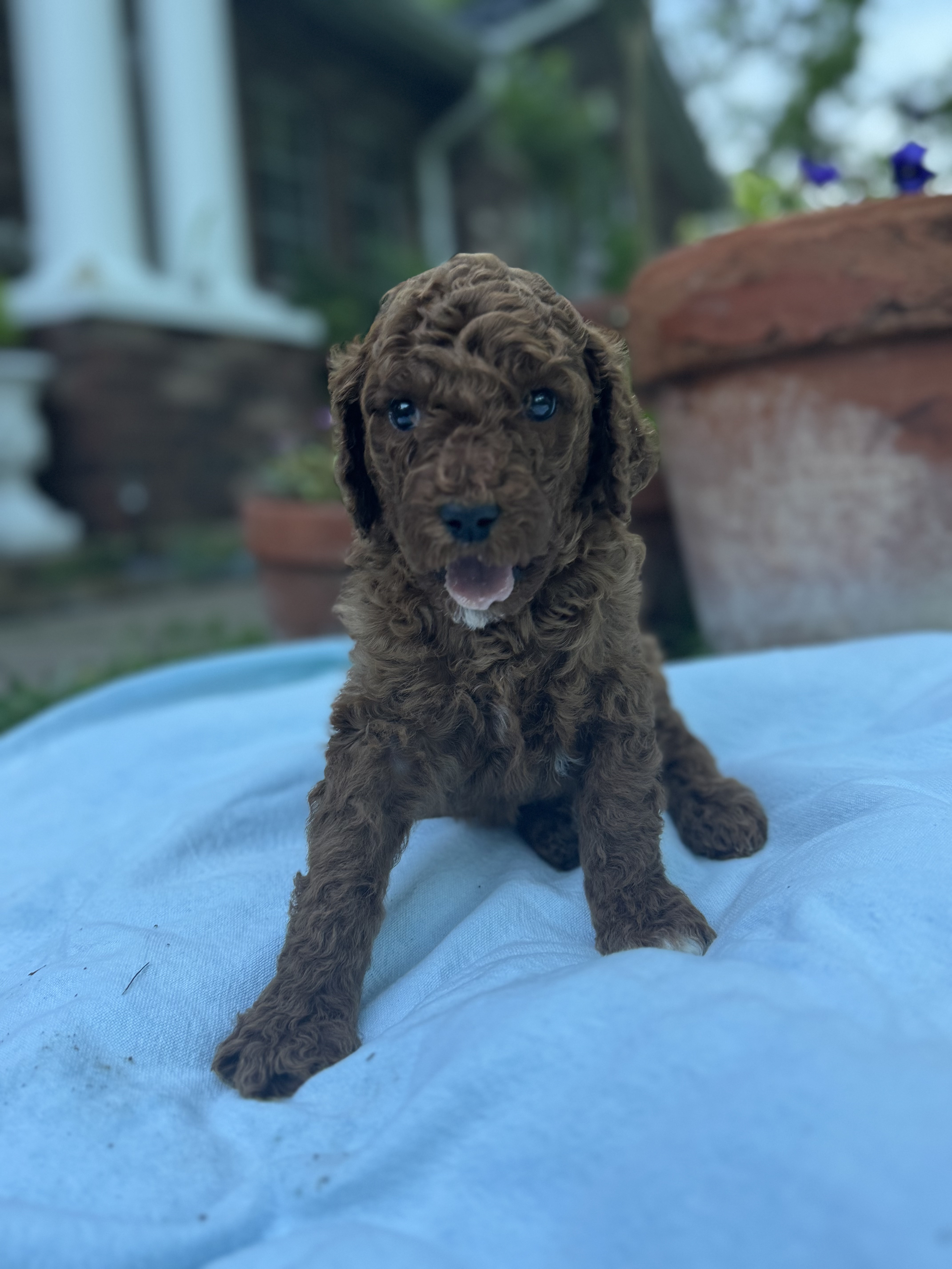 Pearl, red Standard Poodle puppy