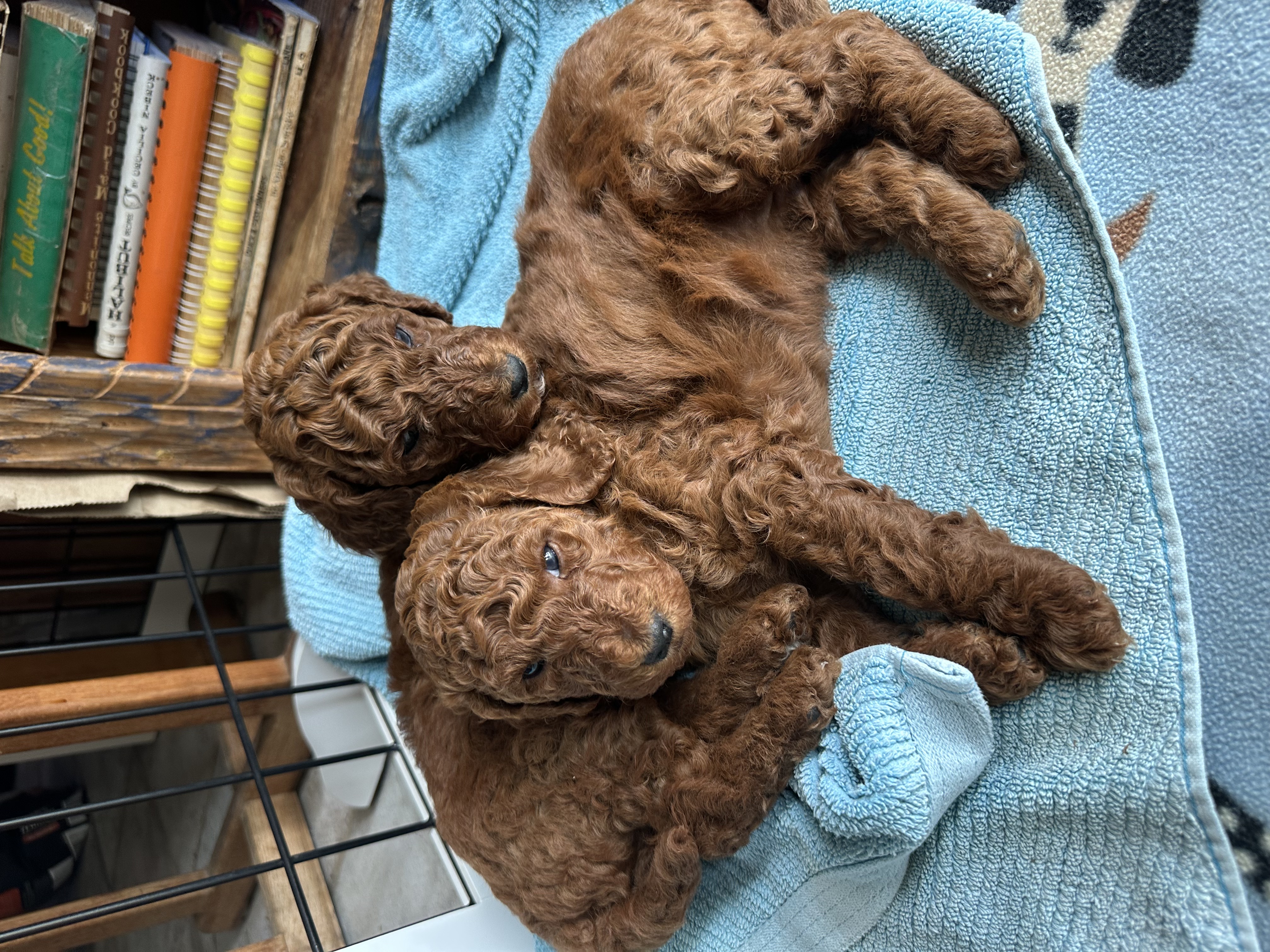 Red Standard Poodle puppies from Ruby's first litter