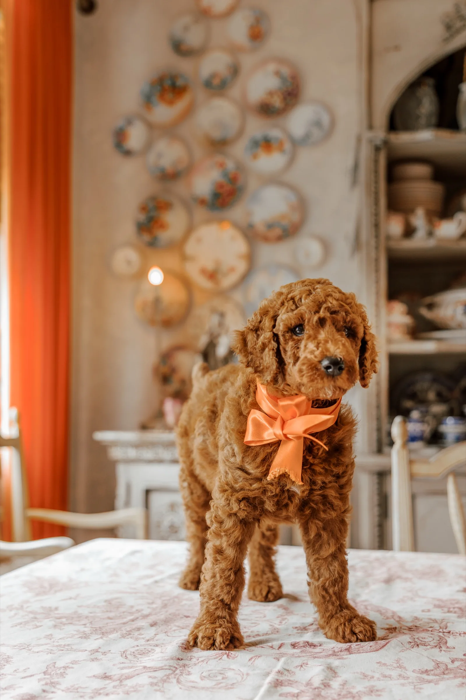 Red Standard Poodle puppy on a printed tablecloth, decorative plates on the wall behind