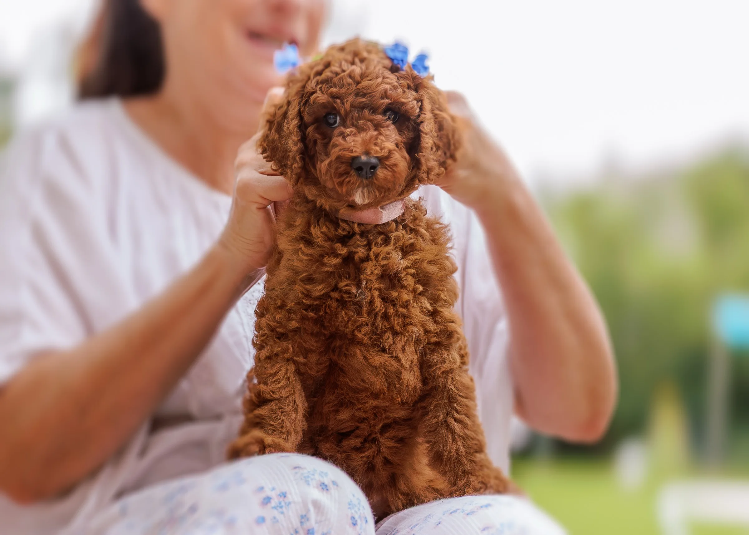 A red Standard Poodle puppy held in Kathryn’s arms