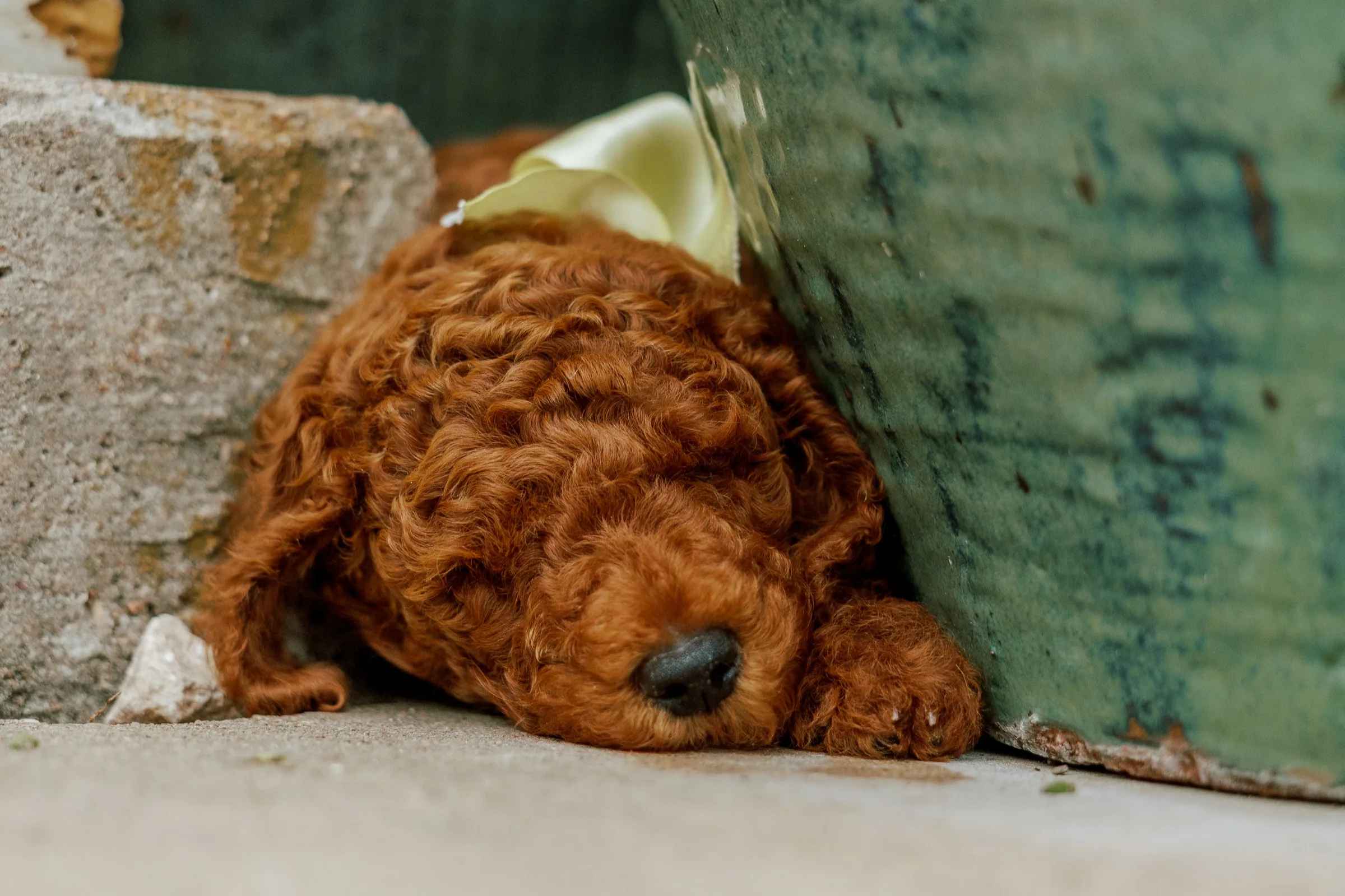 Red Standard Poodle puppy sleeping against a weathered green wall