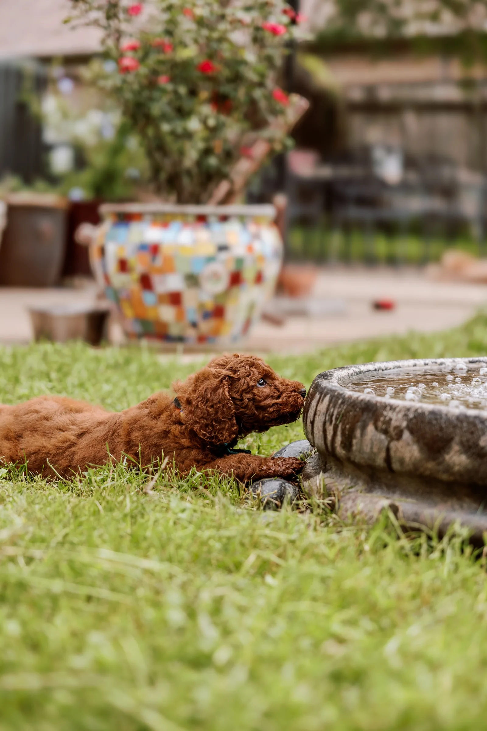 Red Standard Poodle puppy beside a flowering planter and stone fountain