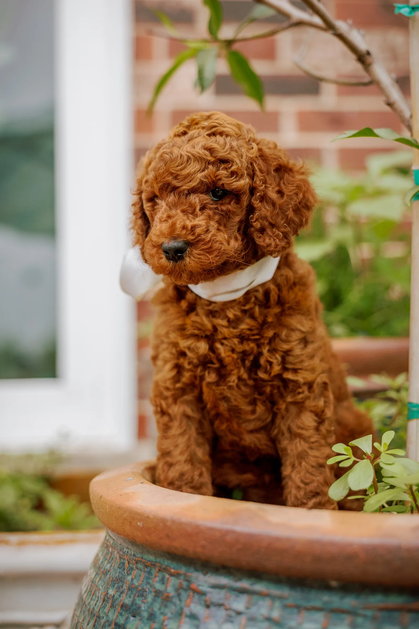 Red Standard Poodle puppy seated in a clay pot against a brick wall