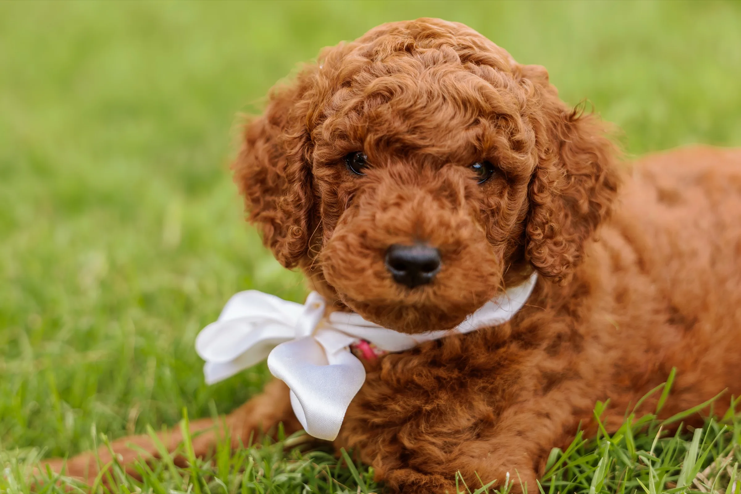 Red Standard Poodle puppy lying in the grass with a white satin ribbon