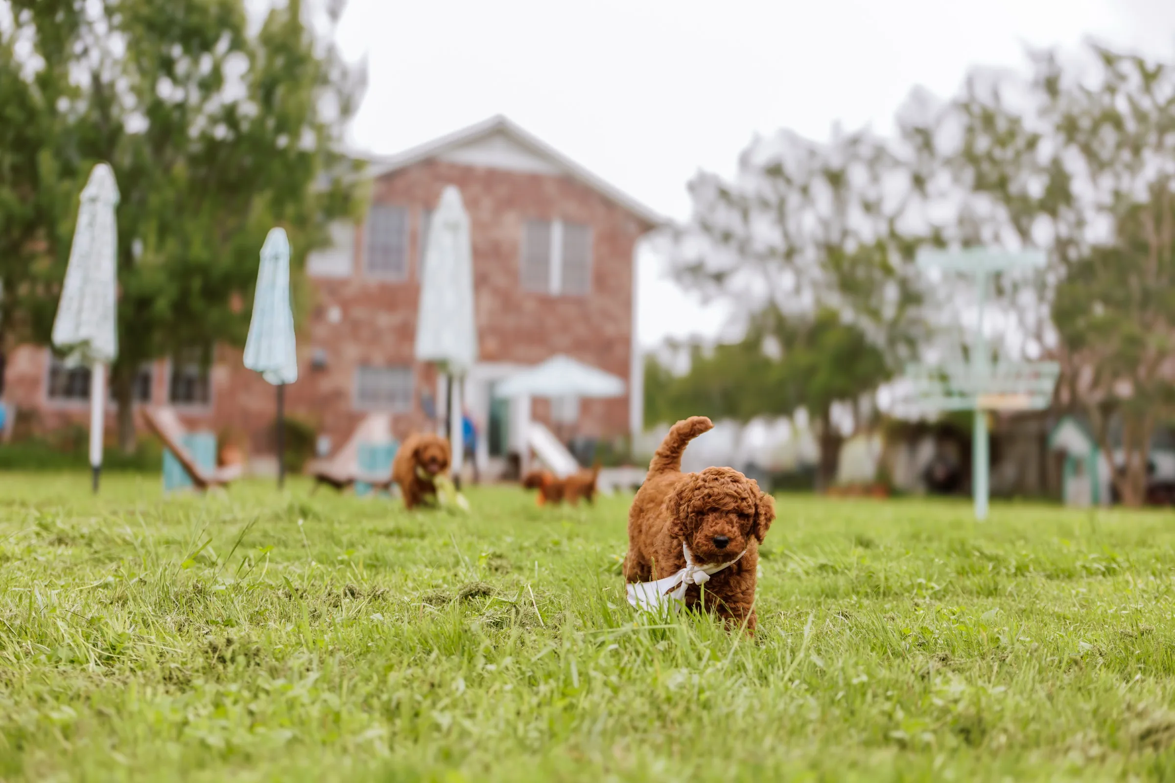 Red Standard Poodle puppy walking on the lawn with a brick farmhouse beyond