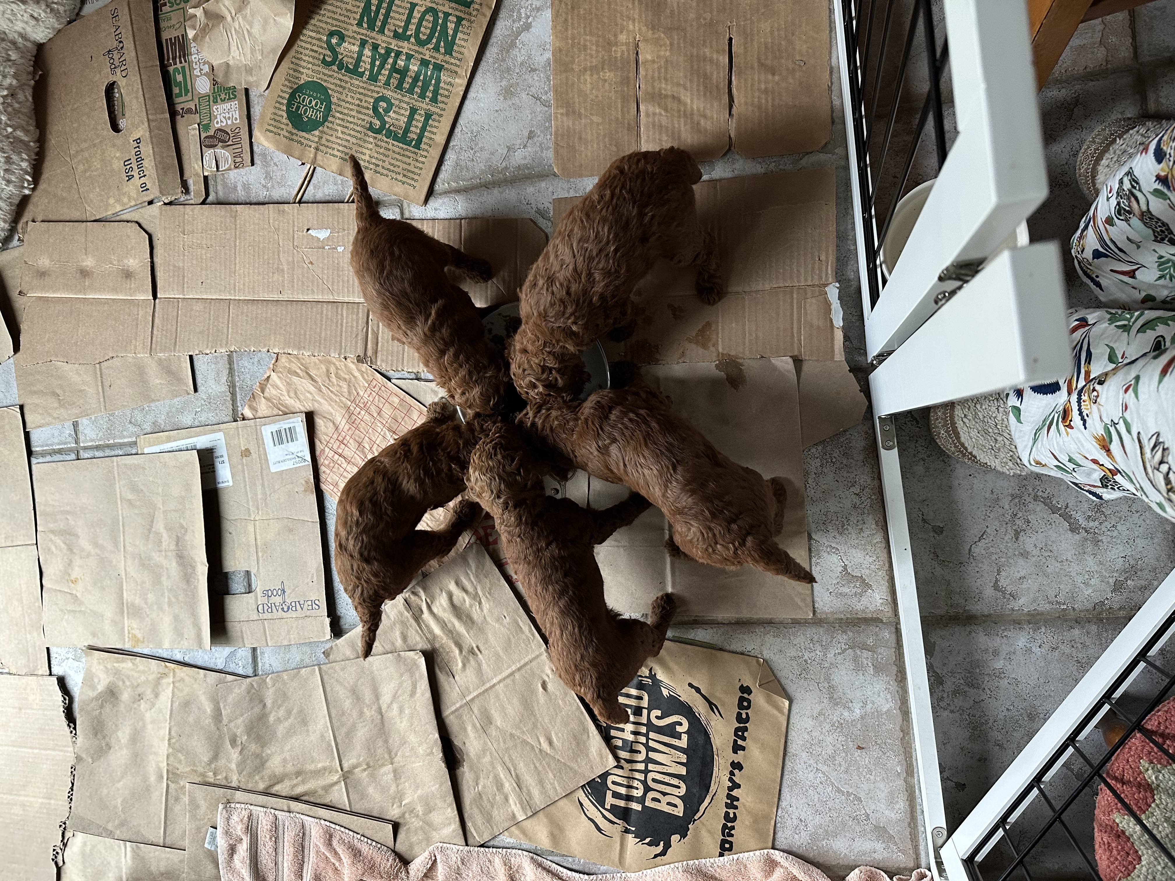 Ruby's litter of red Standard Poodle puppies