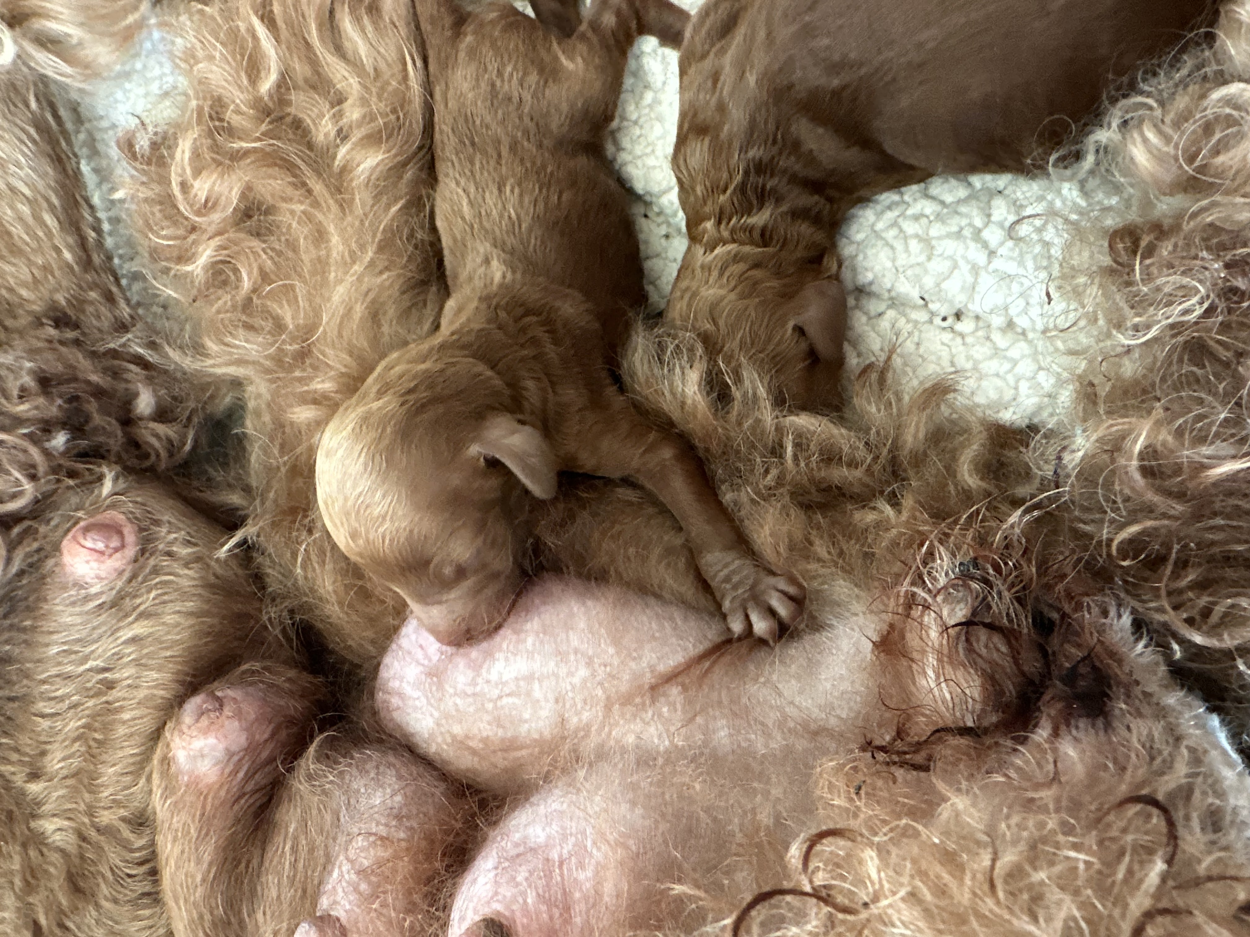 Ruby's litter of red Standard Poodle puppies
