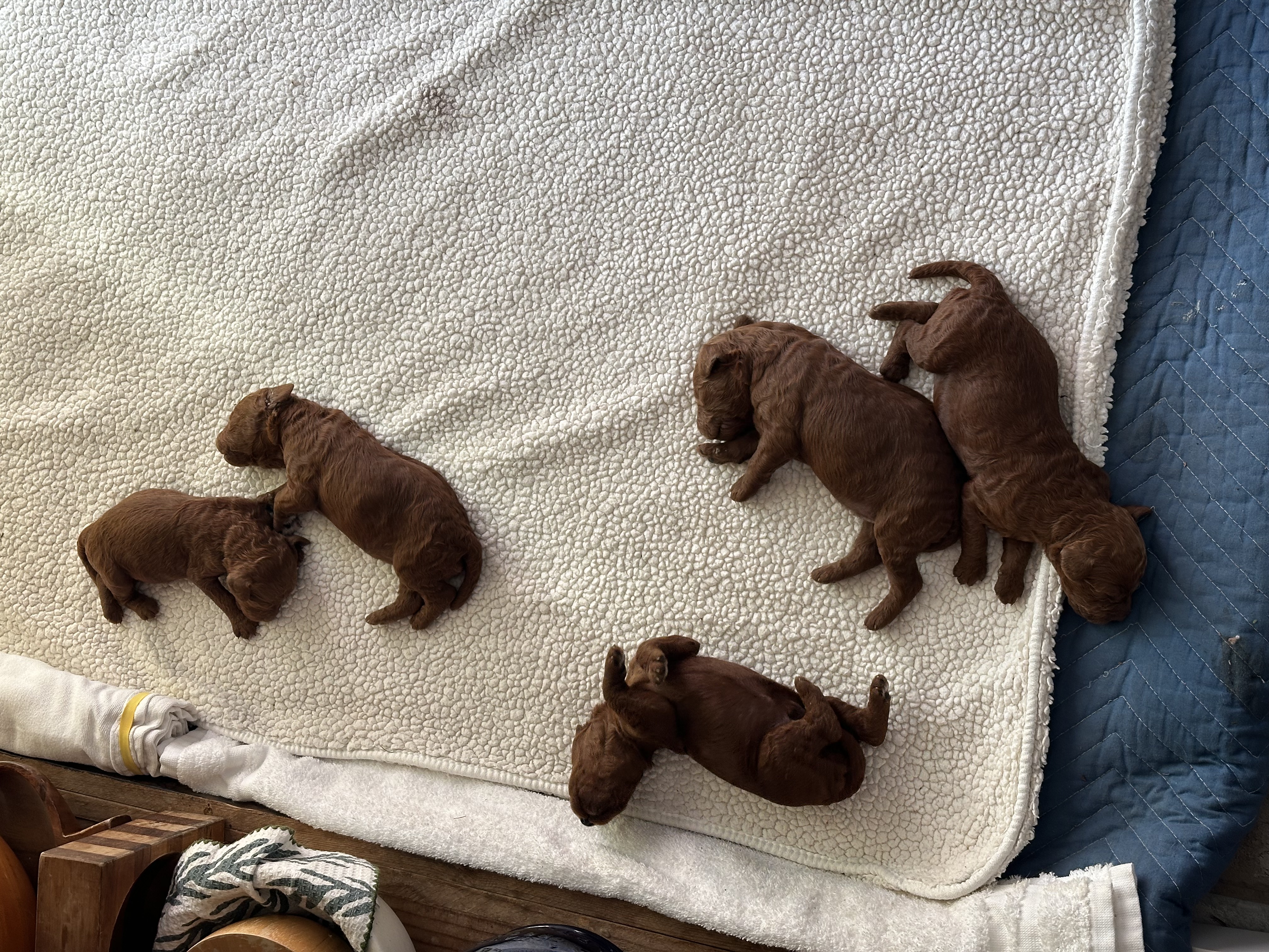 Ruby's litter of red Standard Poodle puppies