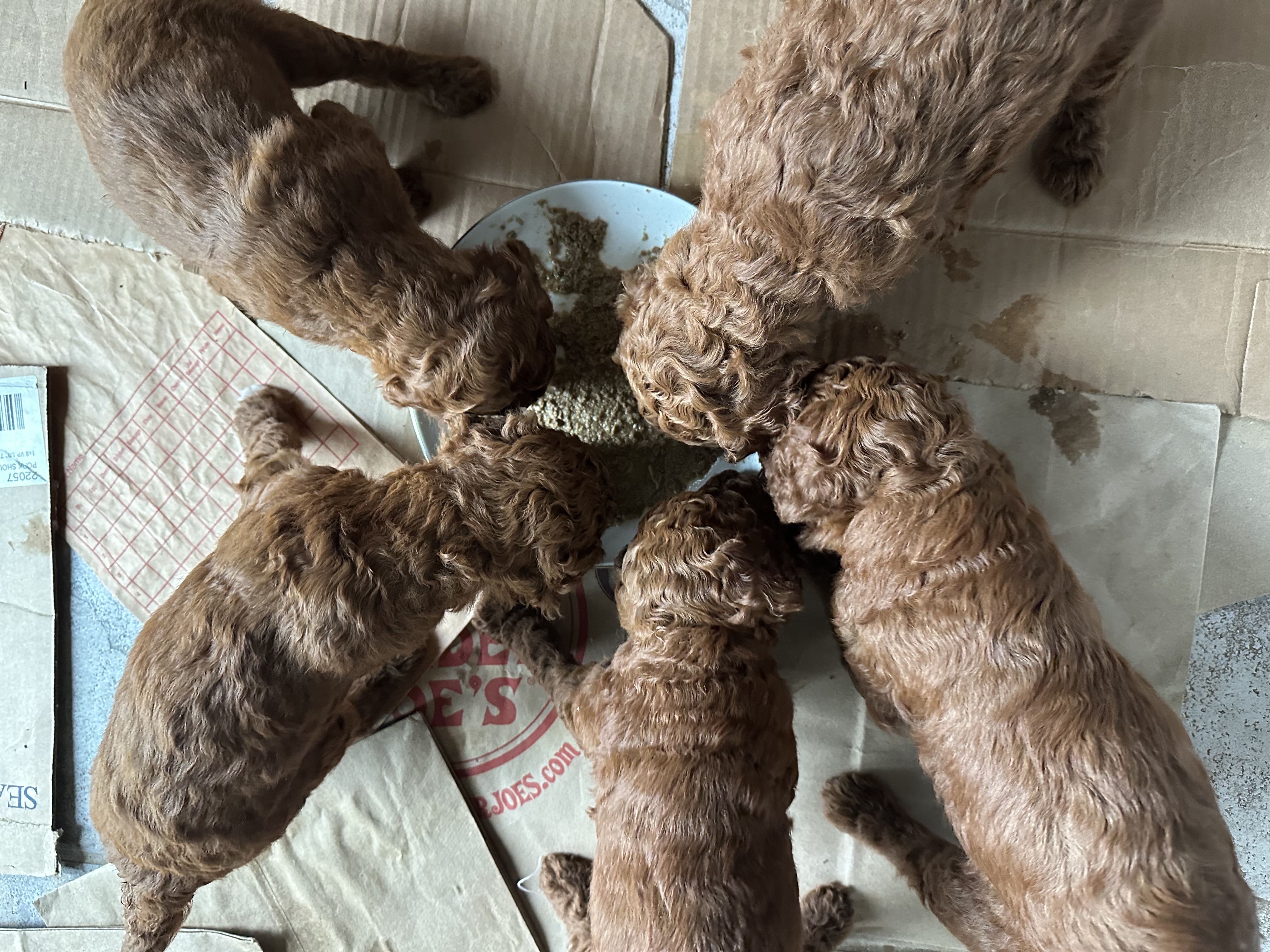 Ruby's litter of red Standard Poodle puppies