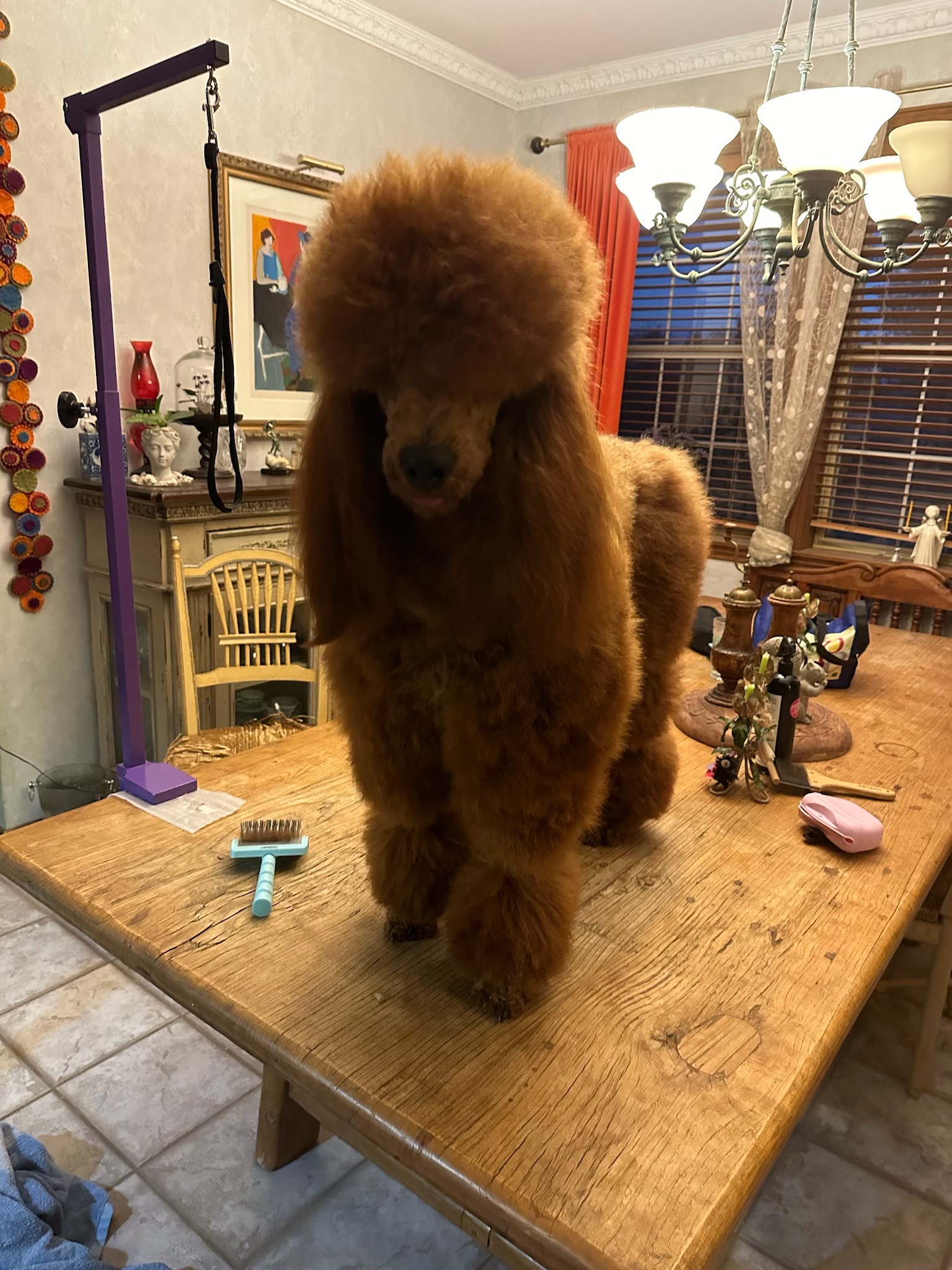 Foxy Ruby Rose, red Standard Poodle