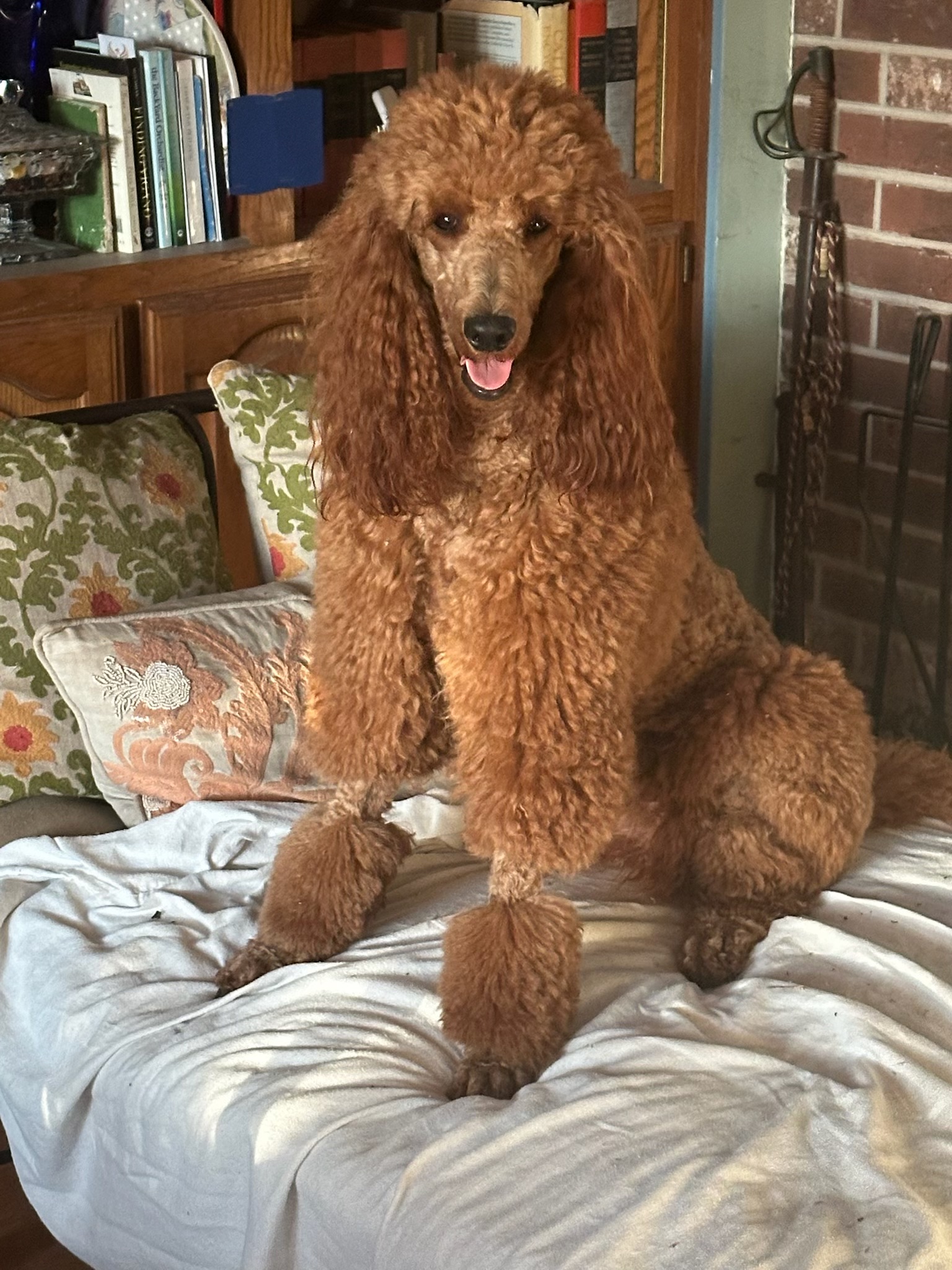 Foxy Ruby Rose, red Standard Poodle dam
